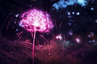 Dandelion with pink neon outdoors flower plant.
