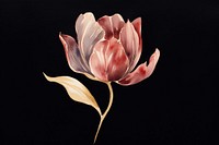 Tulip watercolor background painting flower petal.