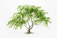 Background willow tree sketch plant leaf.