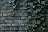 Climbing plant brick wall architecture.