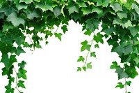 Vine plant ivy backgrounds.