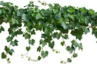 Vine plant ivy nature.