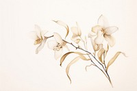 Dendrobium Orchid watercolor minimal background flower orchid plant.