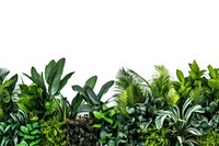 Plants backgrounds vegetation outdoors.
