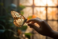 Hand holding butterfly animal insect nature.