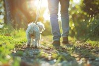 Man with small dog walking mammal animal.