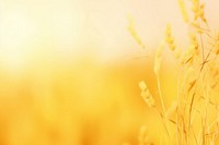 Grasses yellow pastel background backgrounds agriculture tranquility.