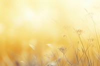 Grasses yellow pastel background backgrounds sunlight abstract.