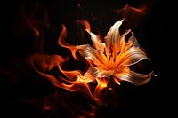 Flower fire petal flame.