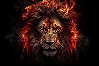 Lion mammal animal fire.