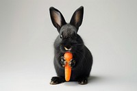 Rabbit holding carrot animal rodent mammal.