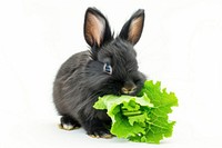 Rabbit holding lettuce animal mammal rodent.