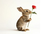 Rabbit holding flower animal rodent mammal.