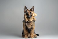German shepherd holding toy animal pet mammal.