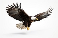 Eagle flying animal bird beak.
