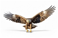 Eagle flying vulture animal bird.