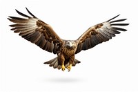 Eagle flying buzzard vulture animal.