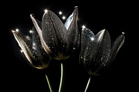 Tulip shape sparkle light glitter flower nature petal.