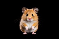 Hamster hamster portrait animal.