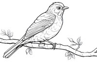 Bird sketch drawing animal.