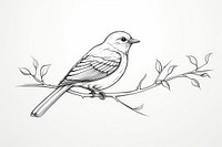 Bird sketch sparrow drawing.