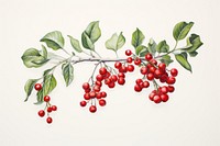Mistletoe cherry plant fruit.