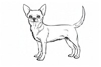 Chihuahua sketch drawing mammal.