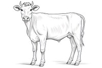 Cow livestock mammal animal.