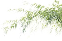 Bamboo backgrounds plant tree.