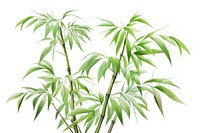 Bamboo plant white background freshness.