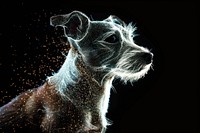 Dog sparkle light glitter animal mammal pet.