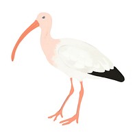 Ibis animal stork bird.
