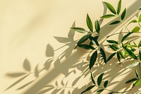 Aromatherapy photos backgrounds shadow plant.