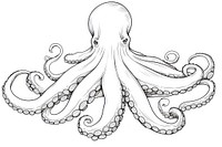 Octopus sketch invertebrate cephalopod.