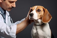 Beagle dog veterinarian examining animal.