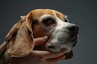 Beagle dog animal mammal hound.