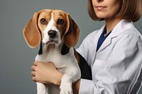 Beagle dog veterinarian examining animal.