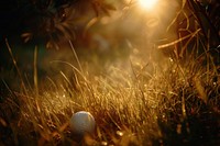 Golf ball grass sunlight outdoors.