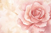 Rose watercolor backgrounds flower petal.