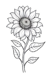 Sunflower sketch pattern drawing.