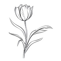 Tulip sketch drawing tulip.