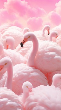 Flamingo animal bird backgrounds.