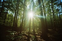 A scenic forest wilderness landscape sunlight.