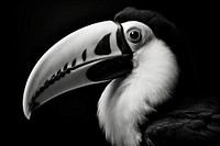 Black and white aesthetic Photography of a toucan animal black bird.