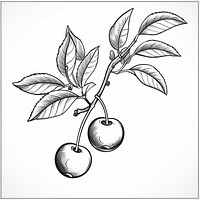 Cherry sketch drawing fruit.
