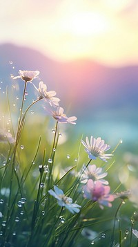 Mountain with dew flower landscape sunlight.