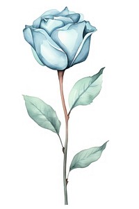 Cute watercolor illustration of a blue Rose flower rose plant white.