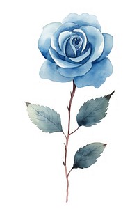 Cute watercolor illustration of a blue Rose flower rose plant leaf.