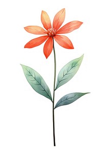 Cute watercolor illustration of a Ixora flower minimal petal plant leaf.