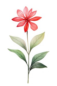 Cute watercolor illustration of a Ixora flower minimal petal plant leaf.